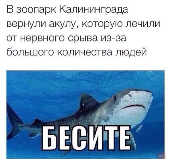 Нервная акула в Калининграде