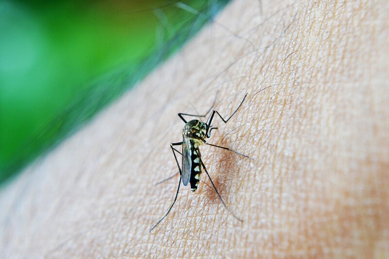 малярийный комар Занзибар кингуру